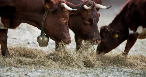 A group of cattle eating dry grass on a frozen field Stock Footage 149492352