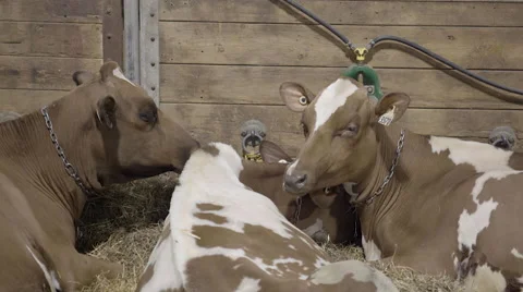 A group of cattle eating Stock Footage 57219916