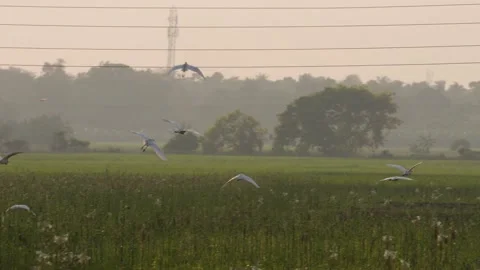 A Group of Cattle Egrets in Flight Stock Footage 311719377