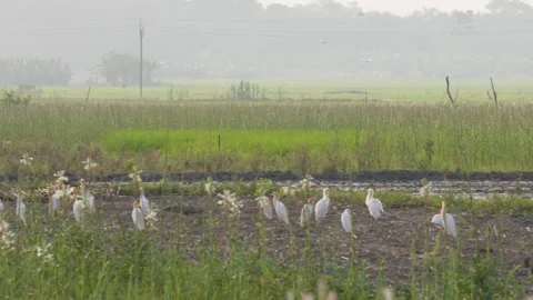 A group of cattle egrets Stock Footage 311719336