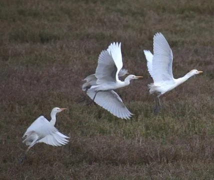 A group of cattle egrets take flight Stock Photos