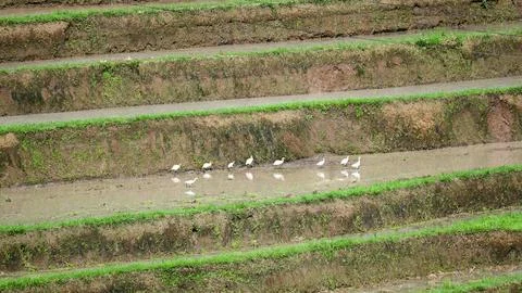 Group of Cattle Egrets Walking Through Flooded Rice Terraces in Bali 스톡 사진