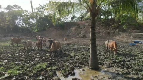 A group of cattle grazing grass Stock Footage 102092407