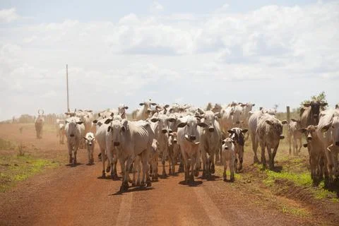 A group of cattle herded in confinement in a cattle farm in Brazil. Stock Photos