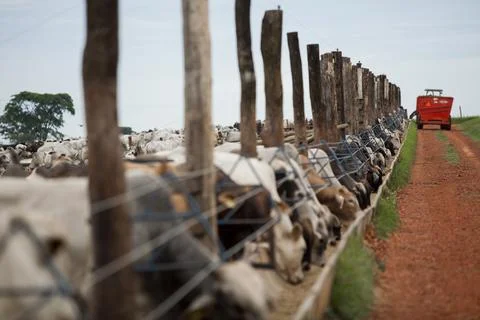 A group of cattle herded in confinement in a cattle farm in Brazil. Stock Photos