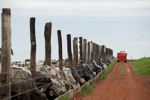 A group of cattle herded in confinement in a cattle farm in Brazil. Stock Photos