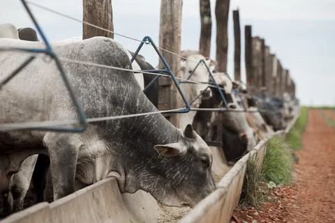 A group of cattle herded in confinement in a cattle farm in Brazil. Stock Photos