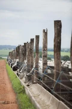 A group of cattle herded in confinement in a cattle farm in Brazil. Stock Photos
