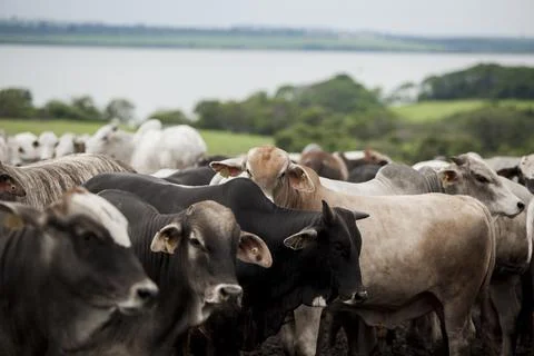 A group of cattle herded in confinement in a cattle farm in Brazil. Stock Photos