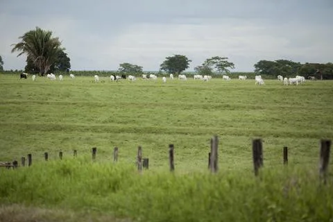 A group of cattle herded in confinement in a cattle farm in Brazil. Stock Photos