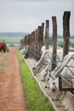 A group of cattle herded in confinement in a cattle farm in Brazil. Stock Photos