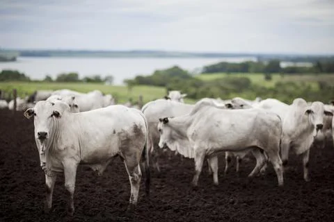 A group of cattle herded in confinement in a cattle farm in Brazil. Stock Photos