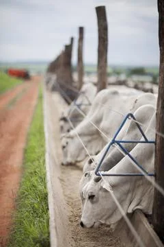 A group of cattle herded in confinement in a cattle farm in Brazil. Stock Photos