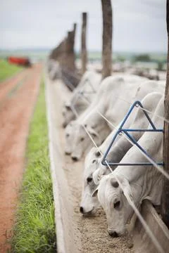 A group of cattle herded in confinement in a cattle farm in Brazil. Stock Photos