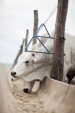 A group of cattle herded in confinement in a cattle farm in Brazil. Stock Photos