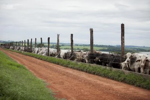 A group of cattle herded in confinement in a cattle farm in Brazil. Stock Photos