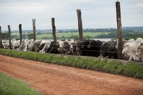 A group of cattle herded in confinement in a cattle farm in Brazil. Stock Photos