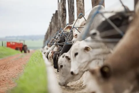 A group of cattle herded in confinement in a cattle farm in Brazil. Stock Photos