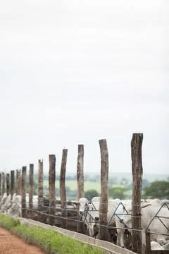 A group of cattle herded in confinement in a cattle farm in Brazil. Stock Photos