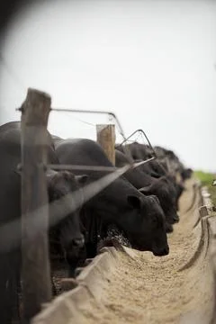 A group of cattle herded in confinement in a cattle farm in Brazil. Stock Photos
