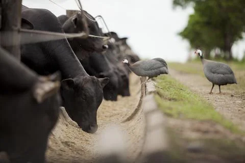 A group of cattle herded in confinement in a cattle farm in Brazil. Stock Photos