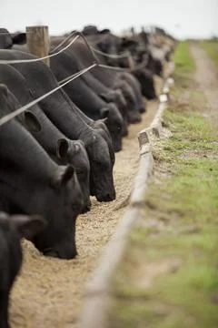 A group of cattle herded in confinement in a cattle farm in Brazil. Stock Photos