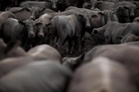 A group of cattle herded in confinement in a cattle farm in Brazil. Stock Photos