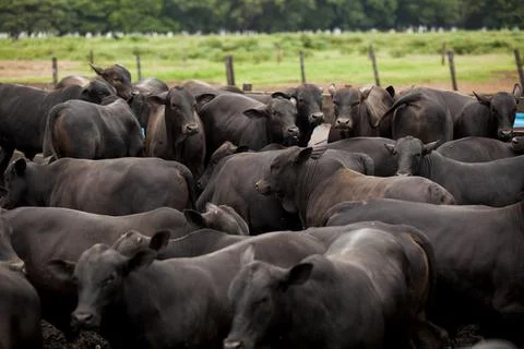 A group of cattle herded in confinement in a cattle farm in Brazil. Stock Photos