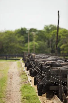 A group of cattle herded in confinement in a cattle farm in Brazil. Stock Photos