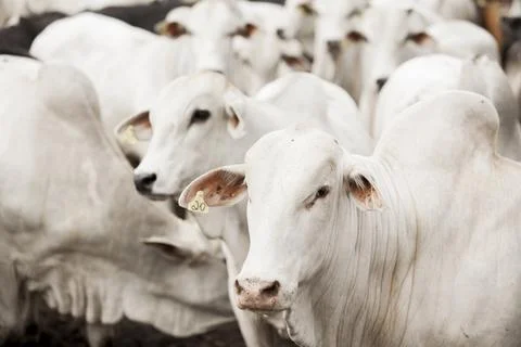 A group of cattle herded in confinement in a cattle farm in Brazil. Stock Photos