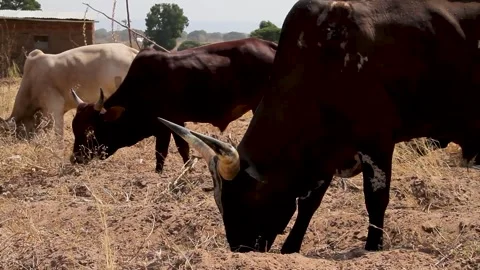 A group of cattle, including dark brown and light-colored cows, grazing on Stock Footage 344911293