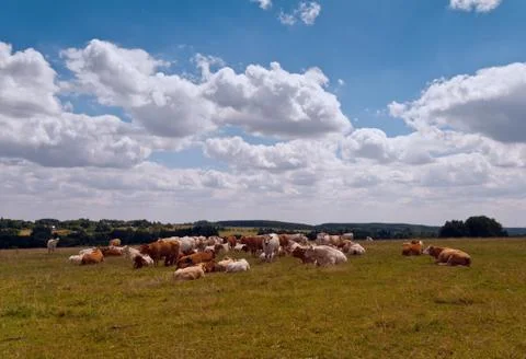 Group of cattle Stock Photos