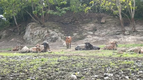 A group of cattle sitting at an open field with rocky background Stock Footage 102089892