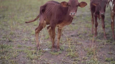 A group of cattle standing on top of a grass covered field Stock Footage 155357797