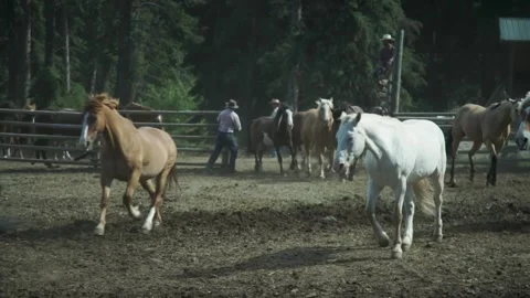 A group of cattle standing on top of a horse Stock Footage 155397539