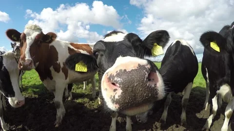 Group cattle of young and curious black white and one brown close 4k Stock Footage 55196535