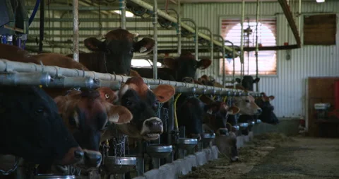 Group of cattles in row looking the camera - Jersey and Canadian cow in stall 스톡 동영상 165272527