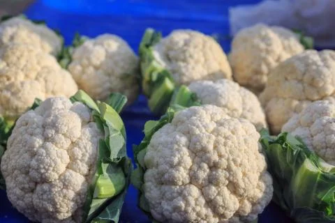 Group of cauliflower on blue table. Stock Photos