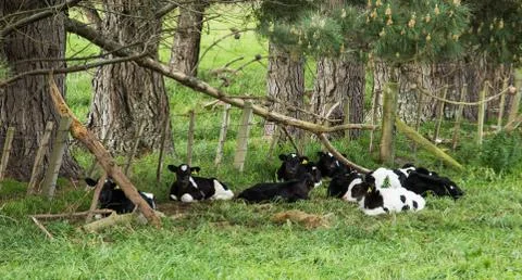 Group of cavles Stock Photos