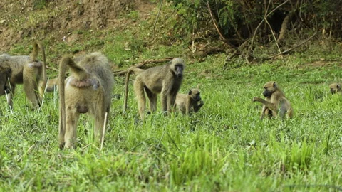 Group of chacma baboons foraging on the lush green bank of a river. Among the Stock Footage 295796868