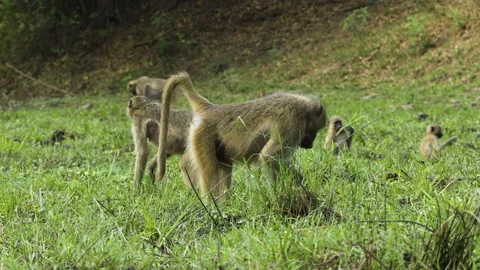 Group of chacma baboons foraging on the lush green bank of a river. Among the Stock Footage 295798113