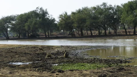 Group of Chacma baboons on the muddy shore of a lake. Two individuals walk away Stock Footage 295798788