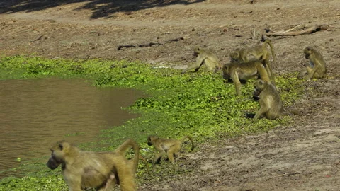 A group of Chacma baboons on the shore of a lake feeding on green aquatic Stock Footage 295796594