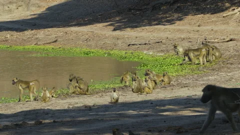 A group of Chacma baboons on the shore of a lake feeding on green aquatic Stock Footage 295797849