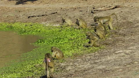 A group of Chacma baboons sits on the shore of a lake and eats aquatic plants Stock Footage 295798714