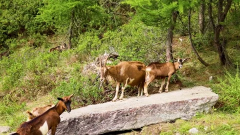 Group of chamois feeds on grass on a mountain clearing Stock Footage 219408494