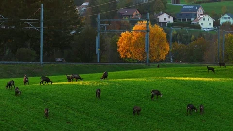 Group of Chamois Grazing in Field at Sunset Near Village in Switzerland. Stock Footage 323396392
