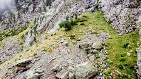 A group of chamois in the mountains Stock Footage 210876644