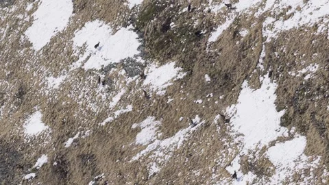 A group of chamois moves across a steep, partially snow-covered alpine slope at Stock Footage 346689257