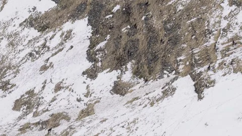 A group of chamois navigate a steep, snow-dusted mountain slope at Col des Stock Footage 346676187